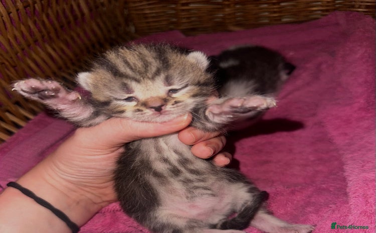 Mixed Breed cats - Advert 4