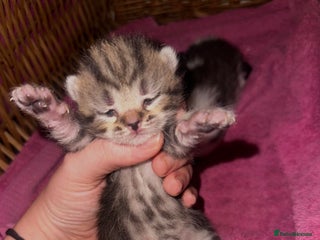 Mixed Breed cats - Advert 11