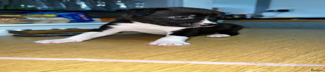 Mixed Breed Puppy 2