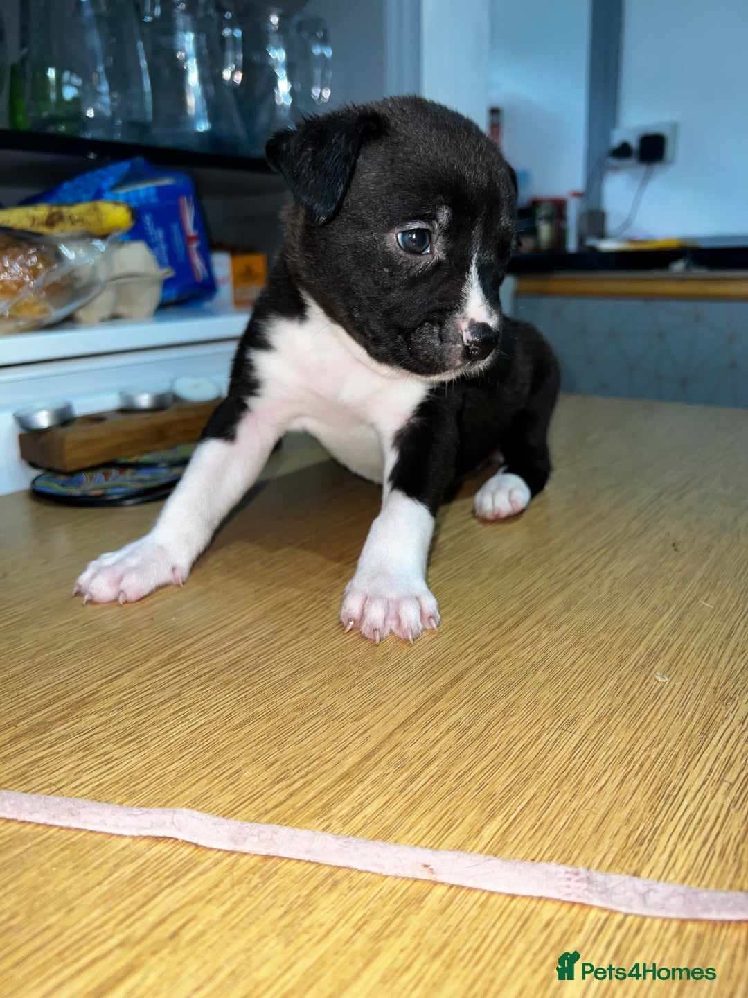 Mixed Breed dogs for sale: Blue american Shepard puppies - Image 3