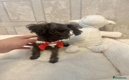 Toy Poodle dogs for sale: Asian toy poodle girl.  - Image 7