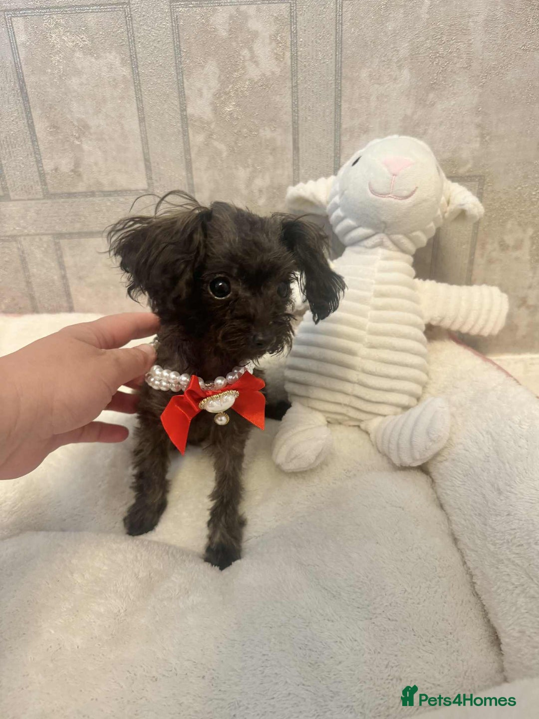 Toy Poodle dogs for sale: Asian toy poodle girl.  - Image 7