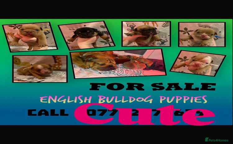 English Bulldog dogs Litter of 8  - Advert 7