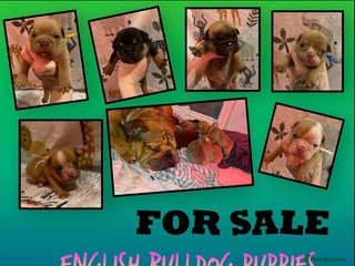 English Bulldog dogs CHUNKY UNIQUE ENGLISH BULLDOGS - Advert 5