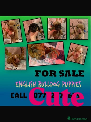 English Bulldog dogs Litter of 8 - Advert 7