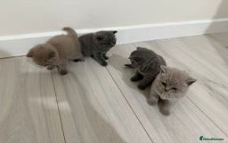 British Shorthair cats for sale: 4 adorable British Shorthair kittens - Advert 8
