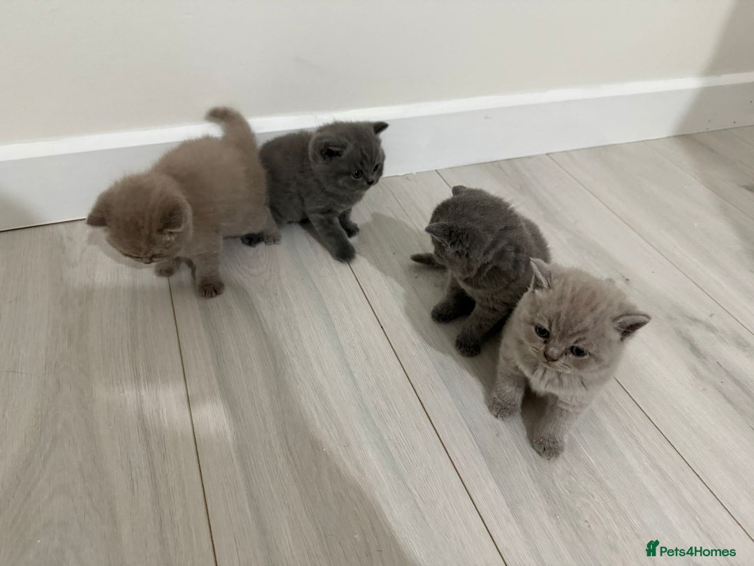 British Shorthair cats for sale: 4 adorable British Shorthair kittens - Advert 8