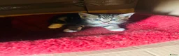 Domestic Shorthair cats for sale: Beautiful kittens  - Advert 7