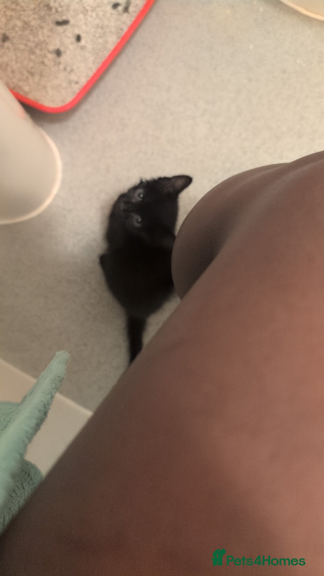Bombay cats for sale: Male Kitten for sale - Image 1