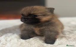 Pomeranian dogs for sale: Pomeranian puppy’s orange sable 🧡🍊🐾 - Image 7