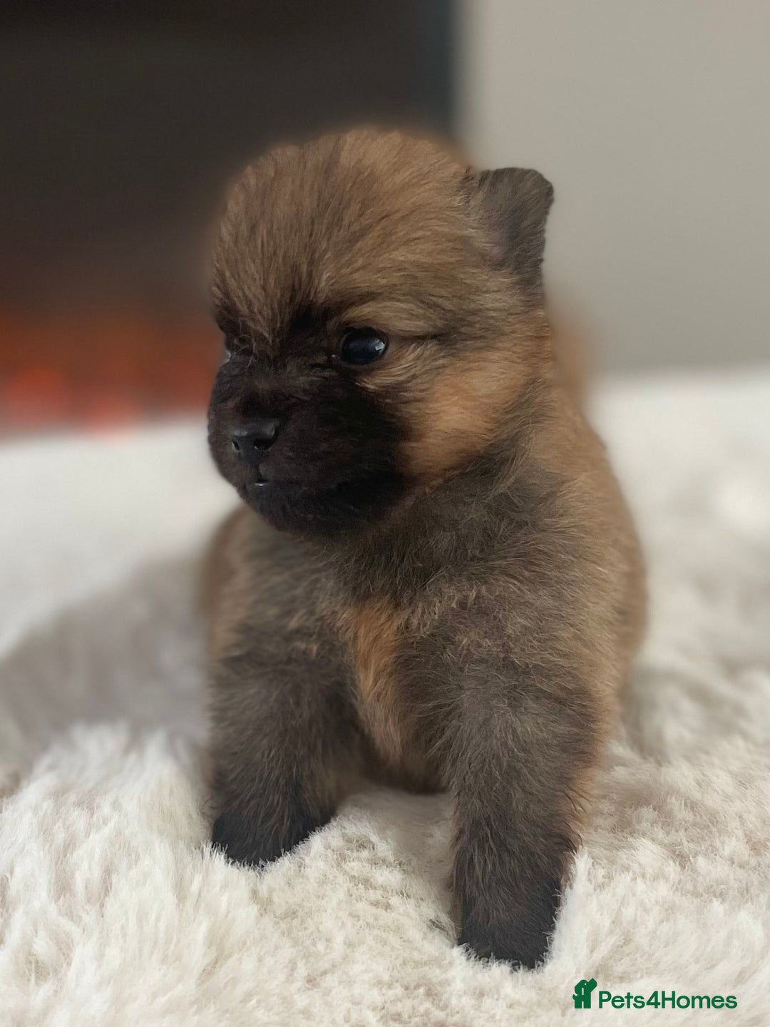 Pomeranian dogs for sale: Pomeranian puppy’s orange sable 🧡🍊🐾 - Image 7