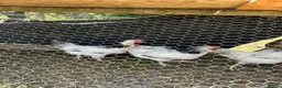 Chickens poultry for sale: LIGHT SUSSEX  in Yeovil - Advert 1
