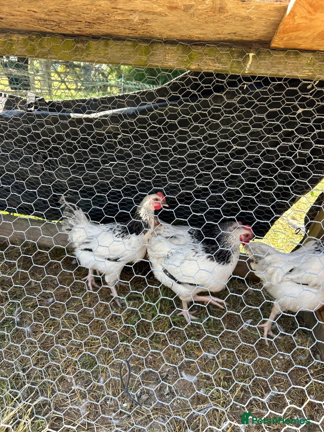 Chickens poultry for sale: LIGHT SUSSEX  in Yeovil - Advert 1