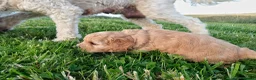 Cavapoo dogs for sale: Beautiful F1B Toy Cavapoo Puppies - Advert 14