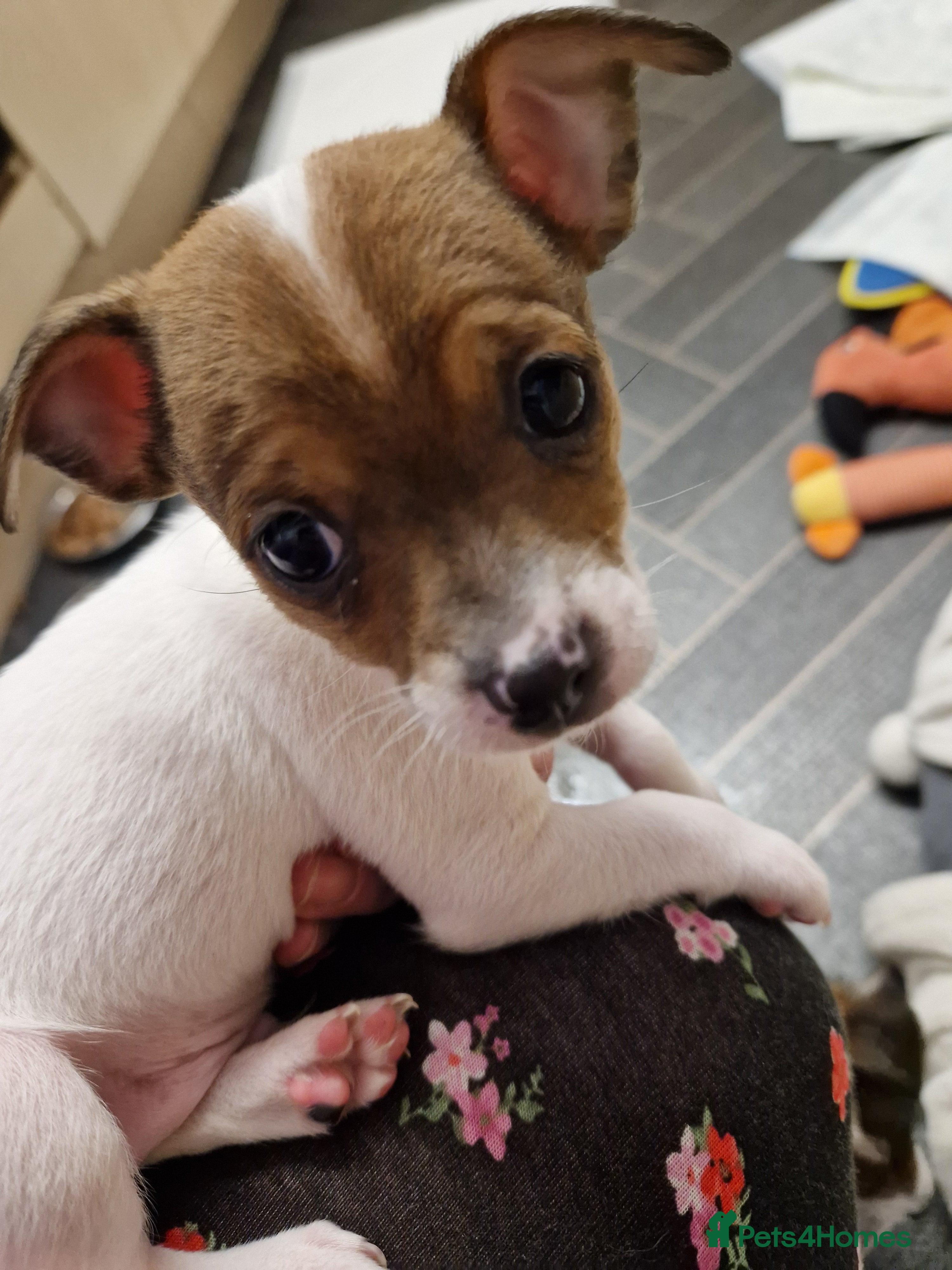 Mixed Breed dogs Jackchis ,,1 BOY LEFT !! ADORABLE  - Advert 1