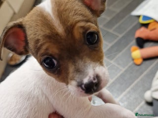 Mixed Breed dogs Jackchis ,,1 BOY LEFT !! ADORABLE - Advert 1