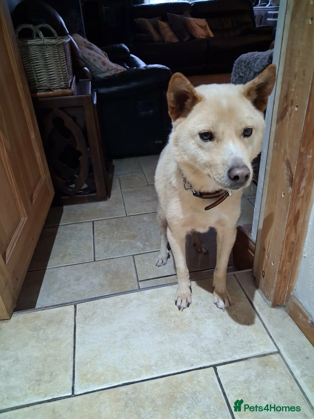 Japanese Shiba Inu dogs for adoption: Jimmy 6 year old Shiba mix jindo   - Advert 3