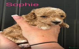 Miniature Poodle dogs for sale: Stunning minature poodle puppies  - Image 9