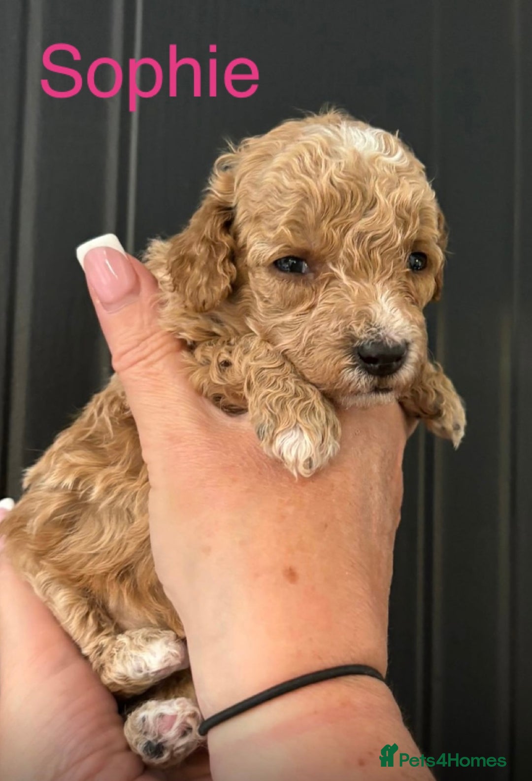 Miniature Poodle dogs for sale: Stunning minature poodle puppies  - Image 9