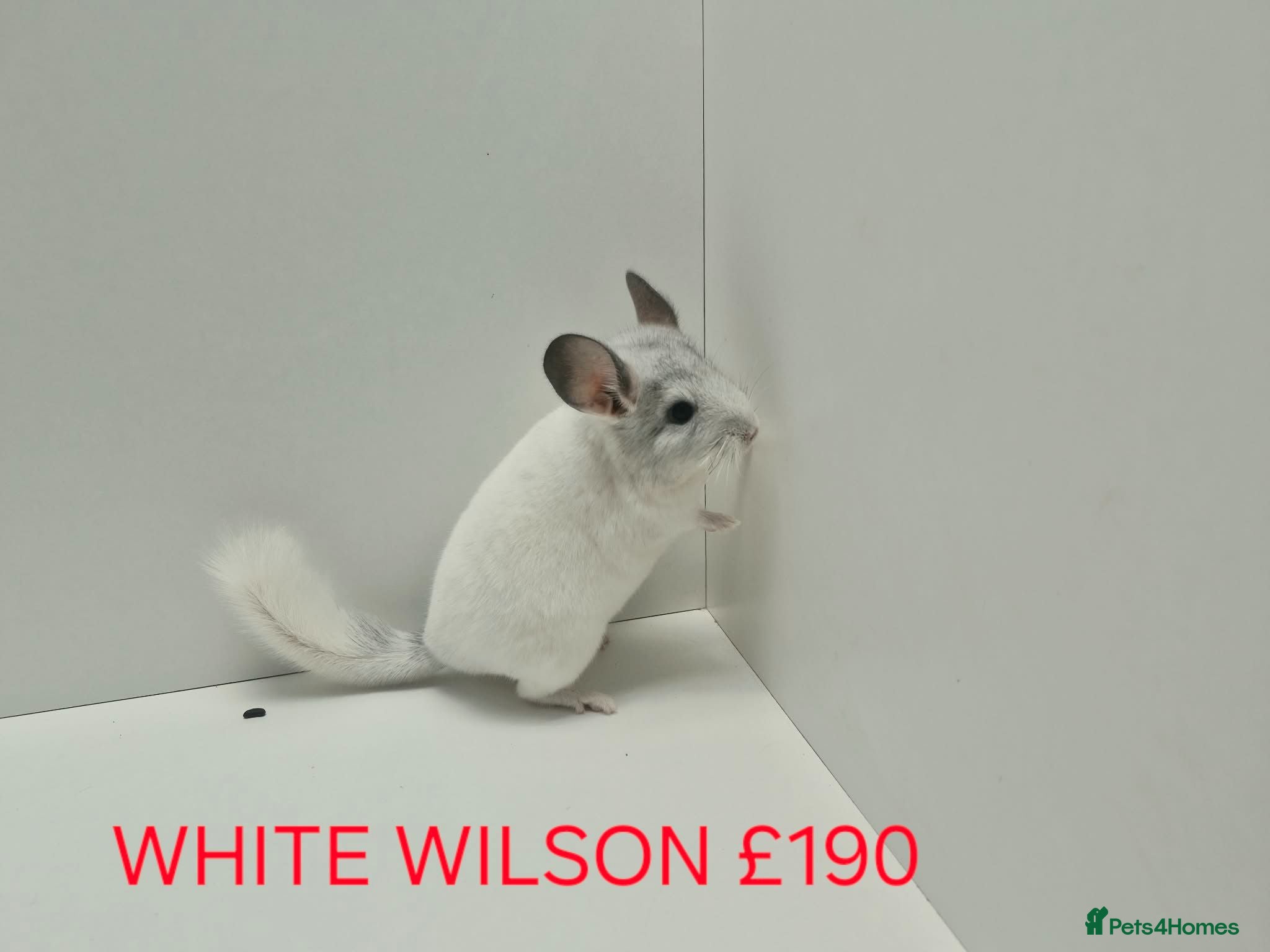 Chinchilla rodents HANDLED & TAME CHINCHILLA MIX COLOURS AND GENDER - Advert 1