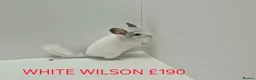 Chinchilla rodents for sale: HANDLED & TAME CHINCHILLA MIX COLOURS AND GENDER - Advert 4