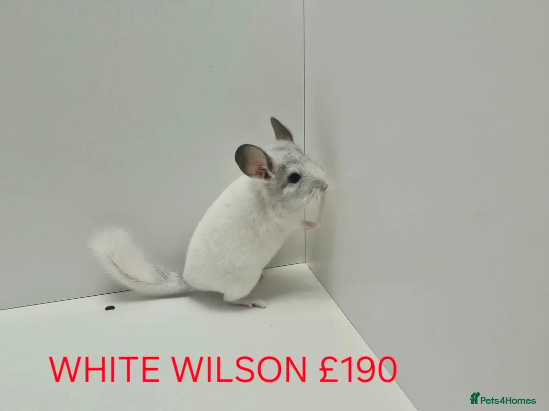 Chinchilla rodents for sale: HANDLED & TAME CHINCHILLA MIX COLOURS AND GENDER - Advert 1
