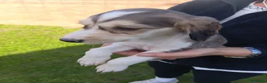 Saluki 2