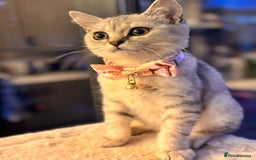 British Shorthair cats for sale: 🐾🌟 Stunningly Rare Silver Tipped (ns12) BSH 🌟🐾 - Image 8