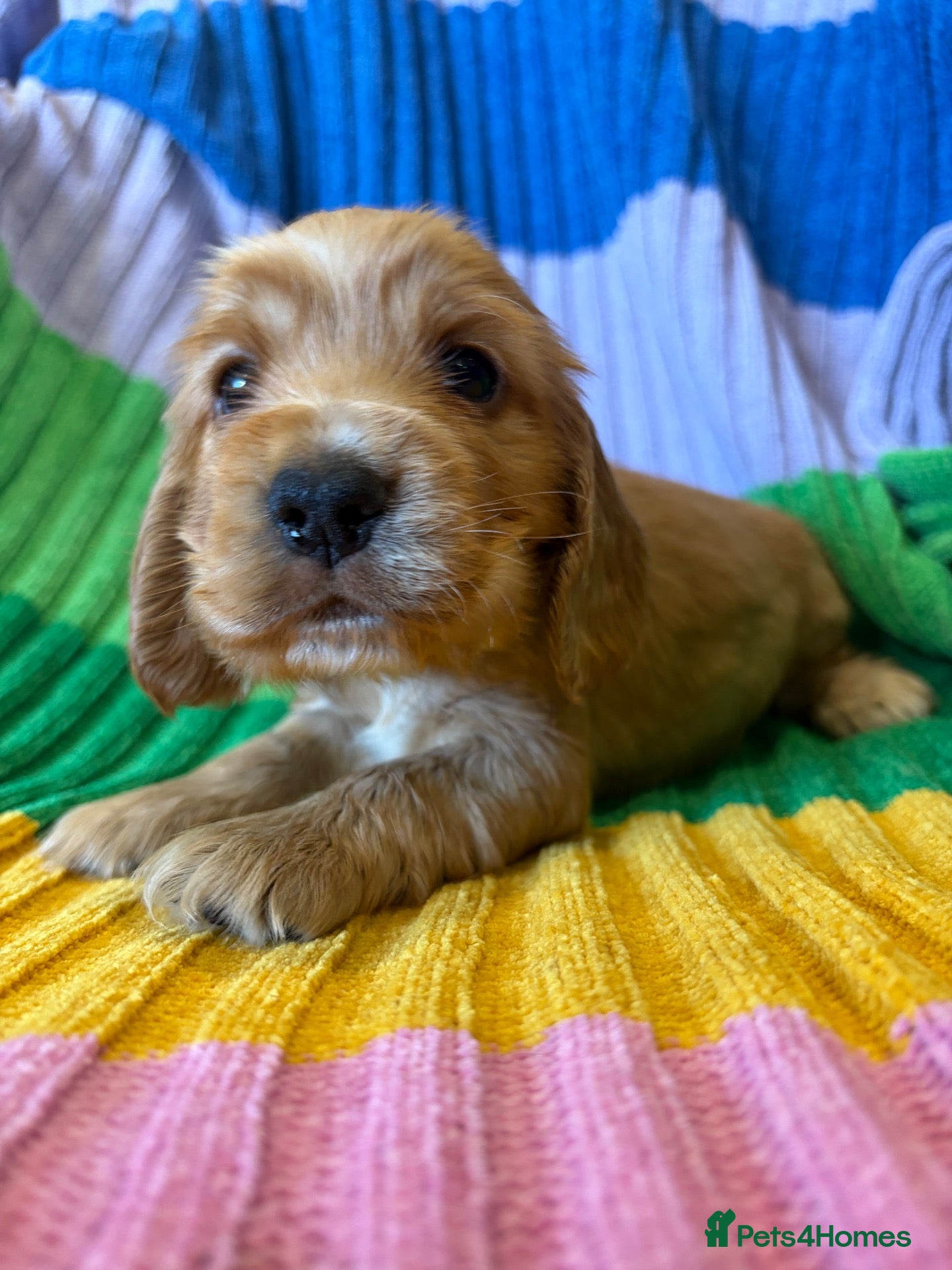 Cocker Spaniel dogs for sale: KC show type cocker spaniel (licensed breeder✨)  - Advert 19