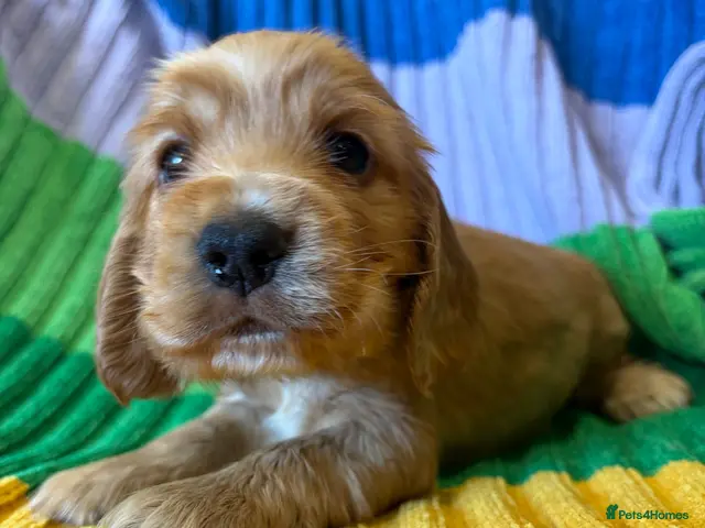 Cocker Spaniel dogs for sale: KC show type cocker spaniel (licensed breeder✨) - Advert 19