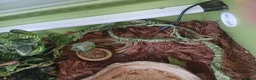 Python Snake reptiles for sale: Male Royal python snake  - Advert 1