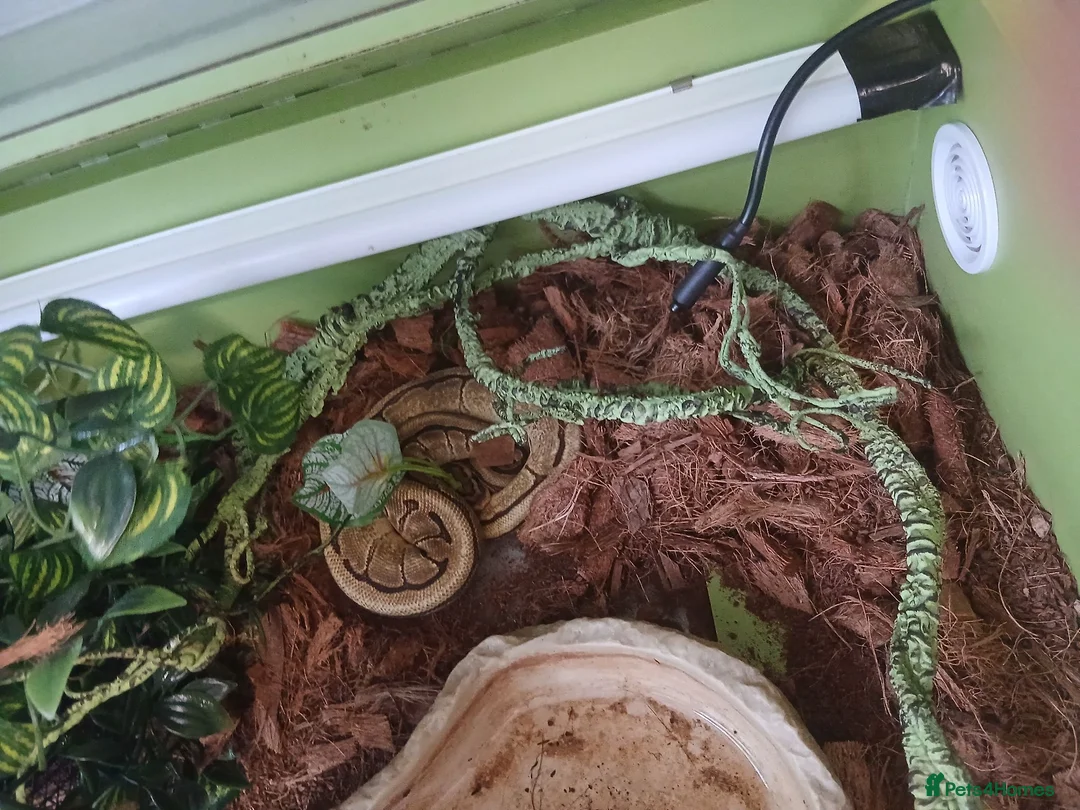 Python Snake reptiles for sale: Male Royal python snake  - Advert 1