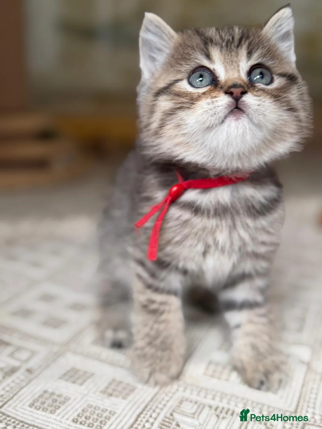British Longhair cats for sale: TICA British Longhair Golden Girls – Ready Now - Advert 1