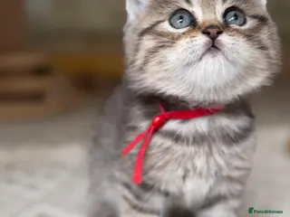 British Longhair cats TICA British Longhair Golden Girls – Ready Now - Advert 4