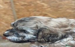 Cavapoo dogs for sale: Cavapoo puppies  in Preston - Image 13