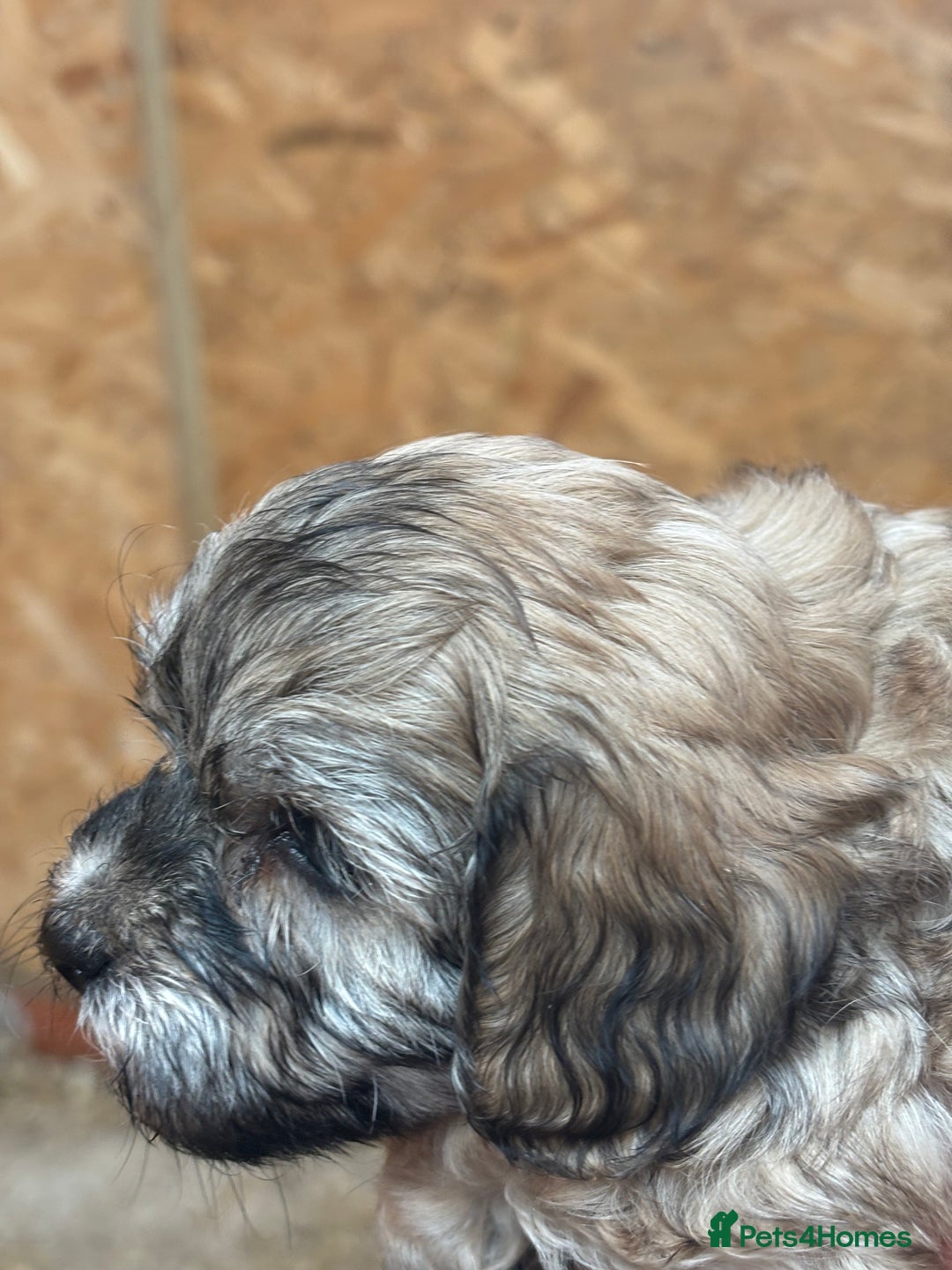 Cavapoo dogs for sale: Cavapoo puppies  in Preston - Image 13