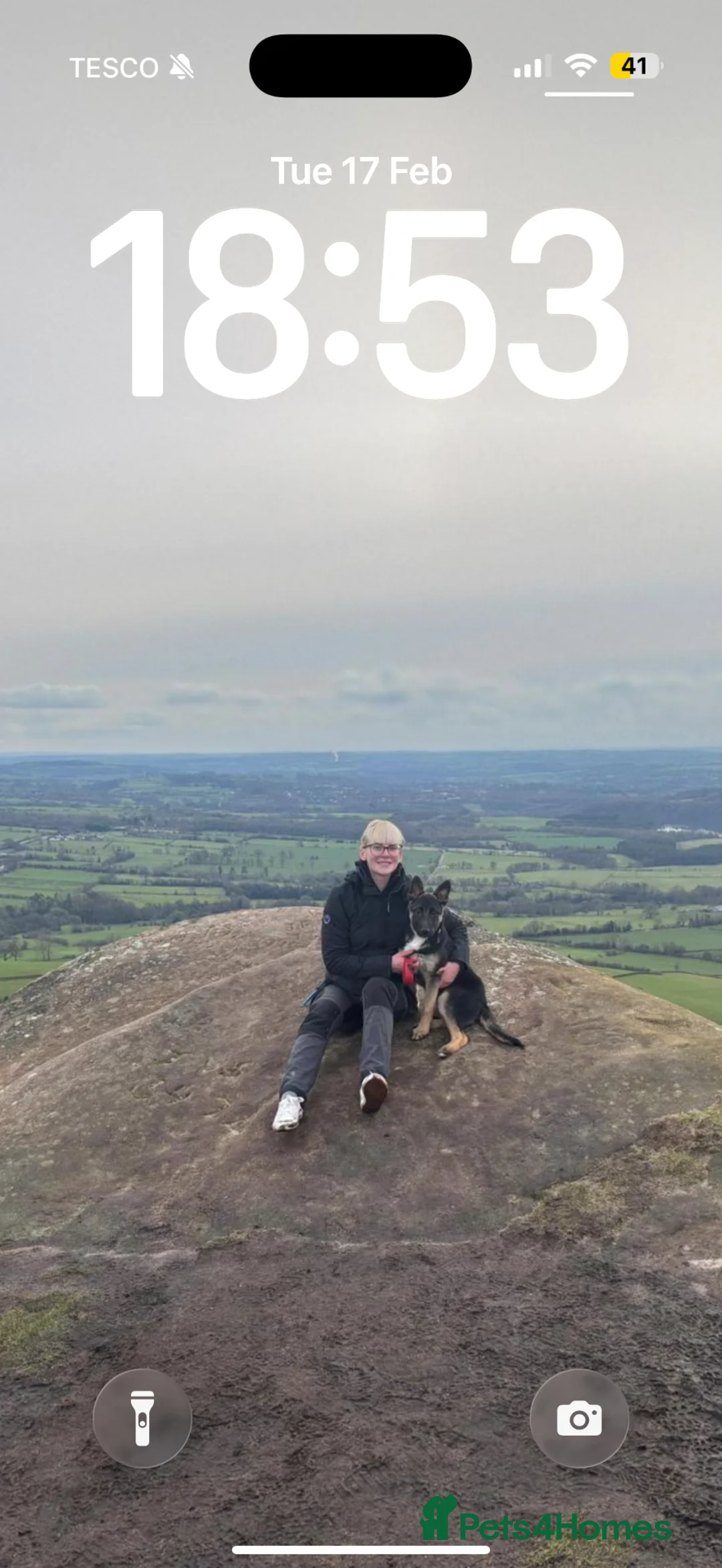 Mixed Breed dogs for sale: German shepherd cross (Fenrir) - Advert 6