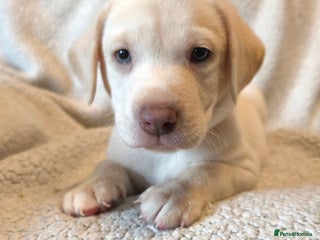 Labrador Retriever dogs ***ONLY 3 BABYS LEFT*** Adorable Lab Pups - Advert 1