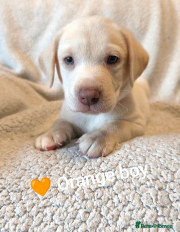 Labrador Retriever dogs ***ONLY 3 BABYS LEFT*** Adorable Lab Pups - Advert 5