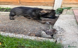 German Shepherd dogs for sale: 10 amazing german shepherd puppies - Advert 29