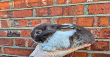 Mini Lop rabbits 7 stunning mini lops - Advert 6