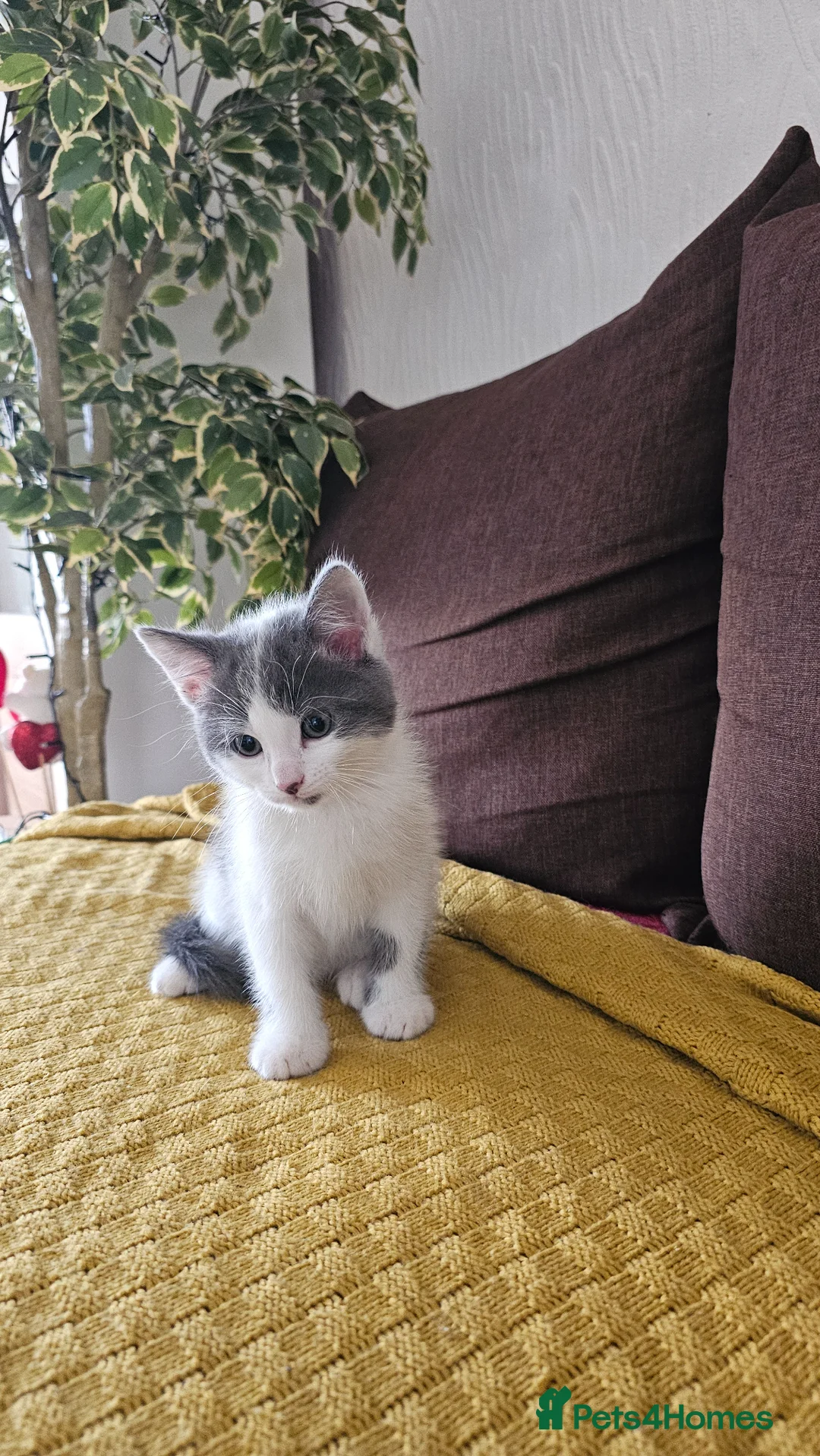 Mixed Breed cats for sale: ADORABLE FLUFFY KITTENS LOOKING FOR THEIR NEW HOME - Advert 27