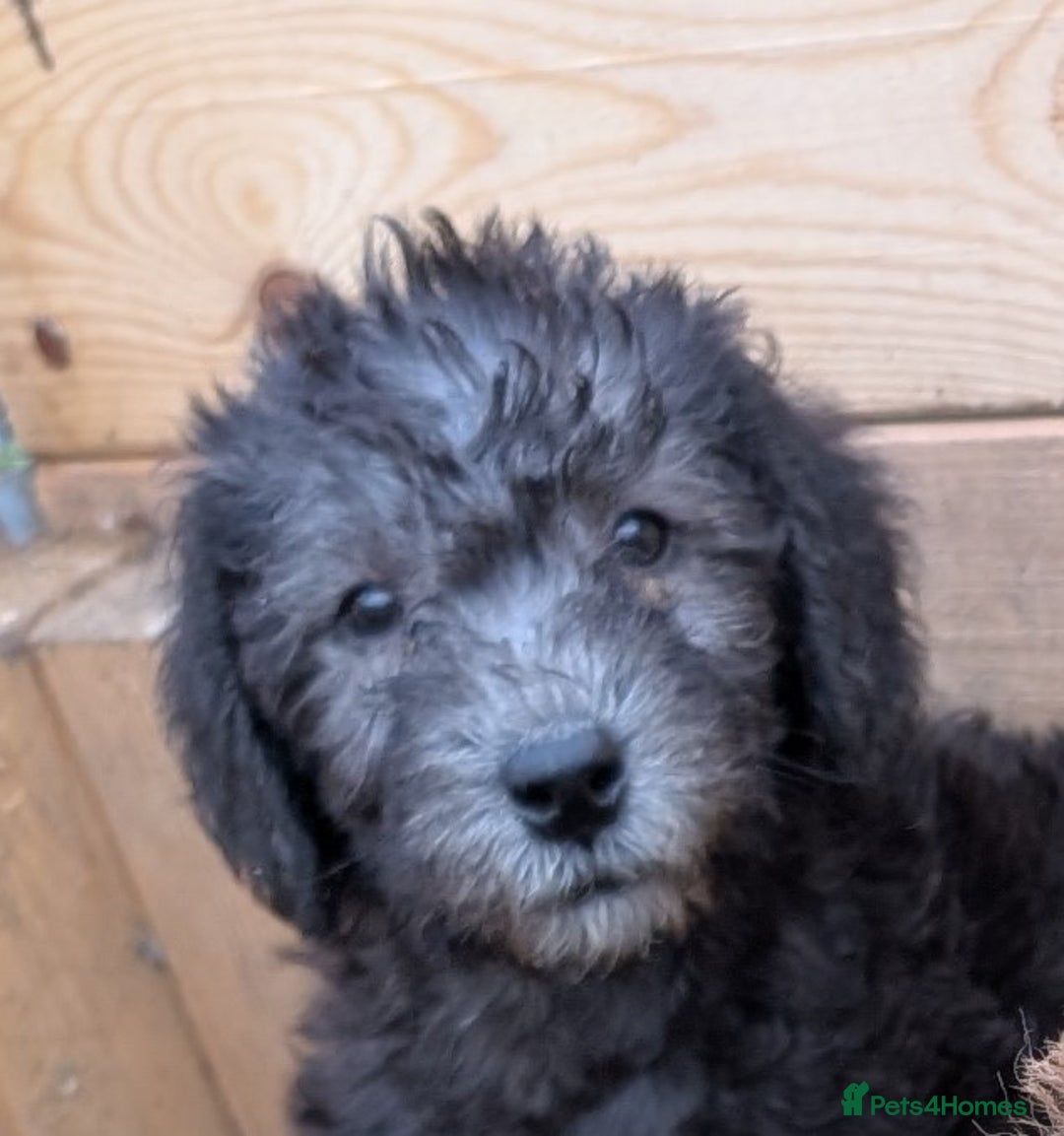 Bedlington Terrier dogs for sale: Bedlington terriers - working stock - Image 35