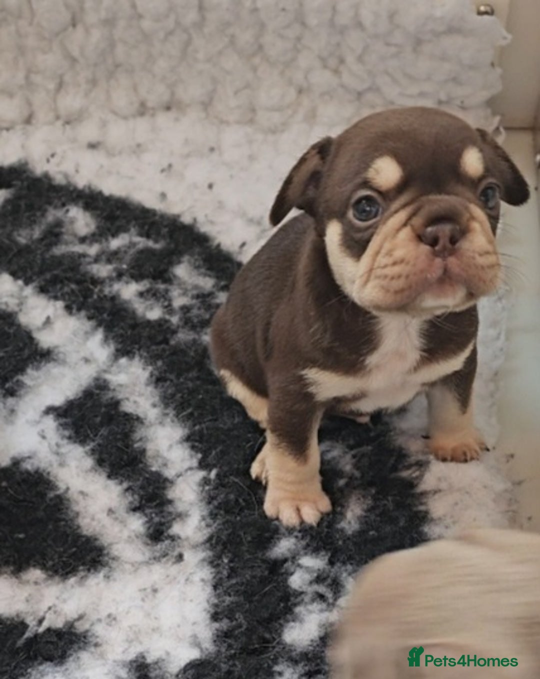 Frug dogs for sale: Beautiful Frug Babies 😍 - Image 14