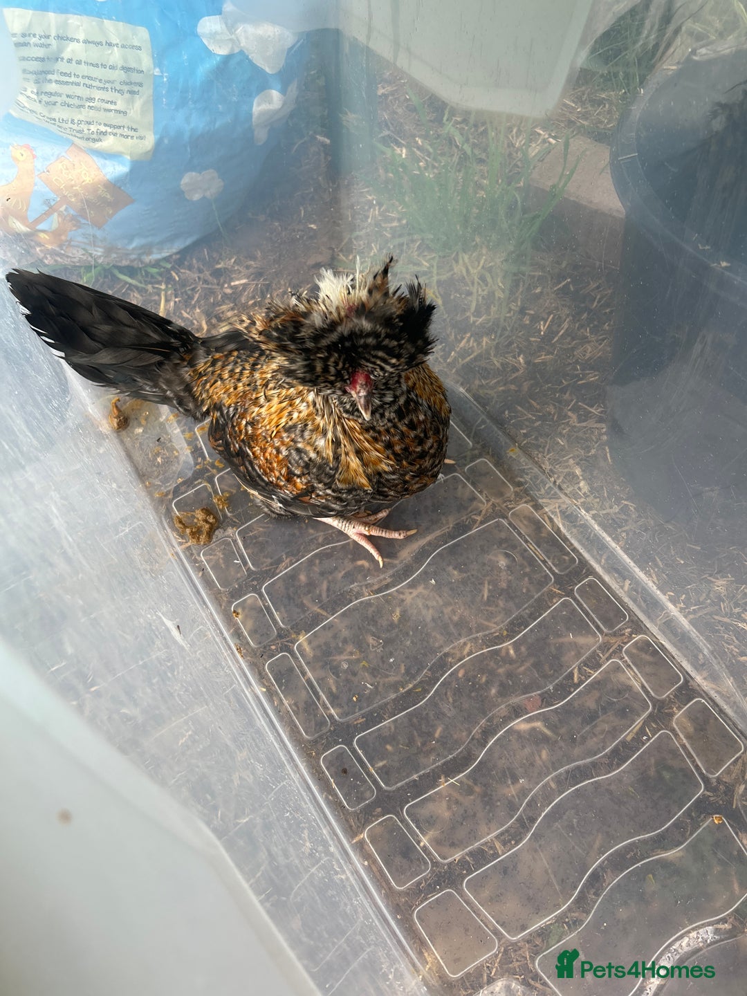 Chickens poultry for sale: Polish bantam cockerel  - Image 1