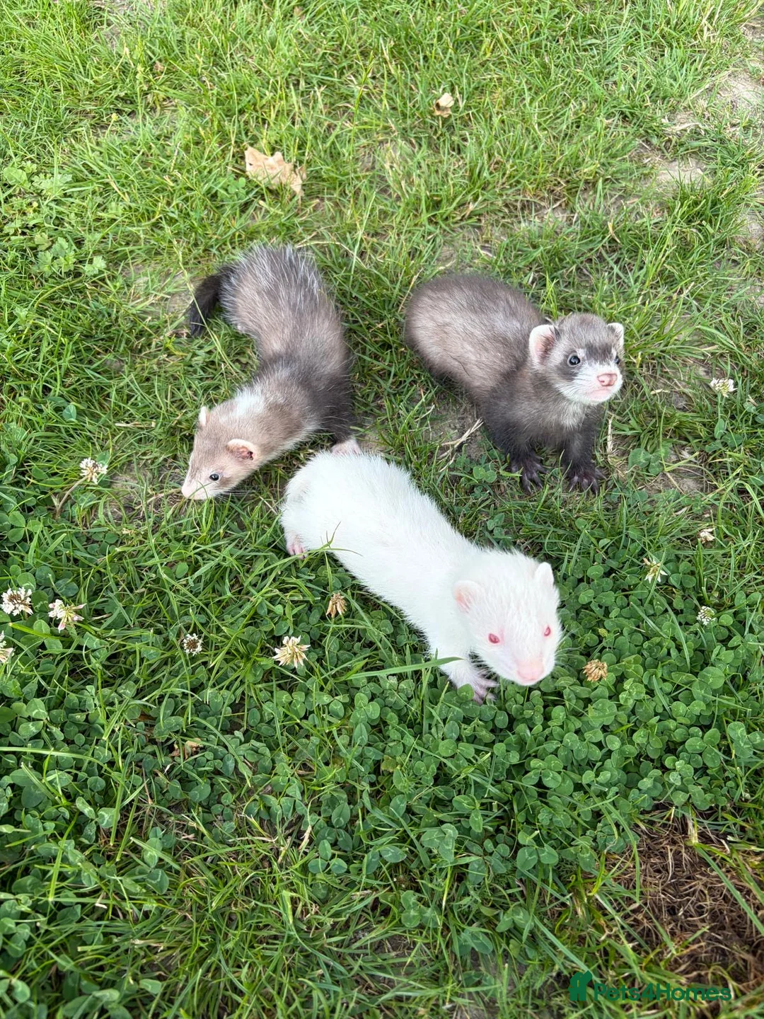 Ferret rodents for sale: 2 Hobs 1 Gill  - Advert 1