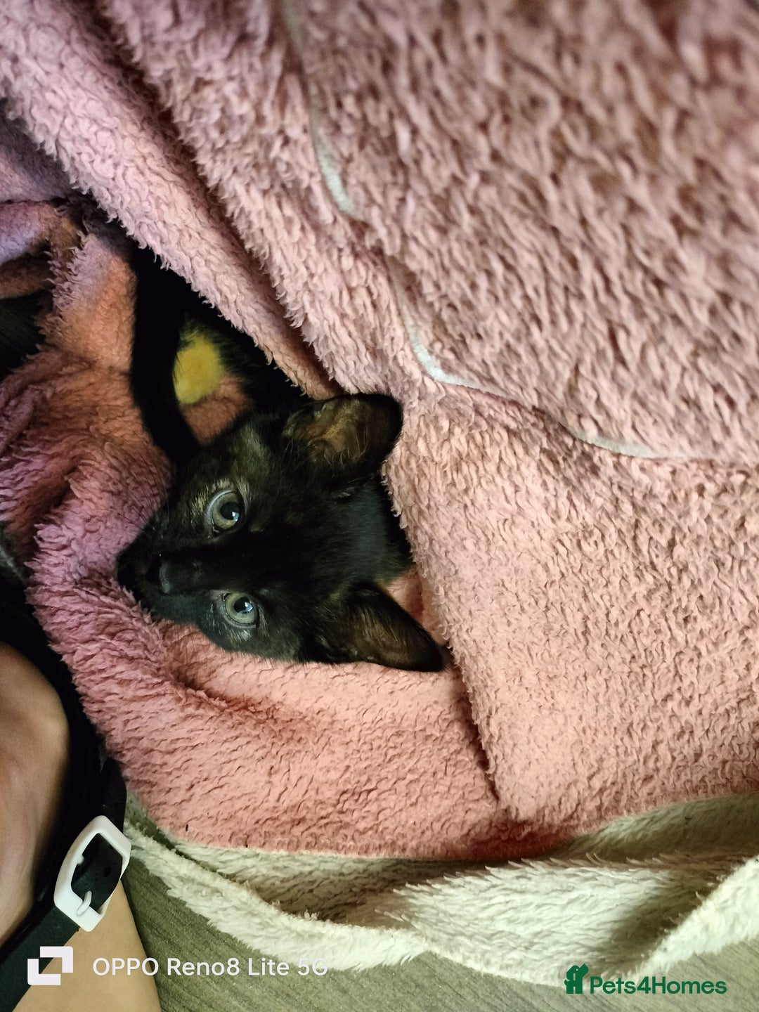 Domestic Shorthair cats for sale: Kittens  - Advert 17