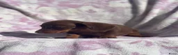 Miniature Dachshund dogs for sale: Miniature smooth coat dachshund puppies - Advert 3