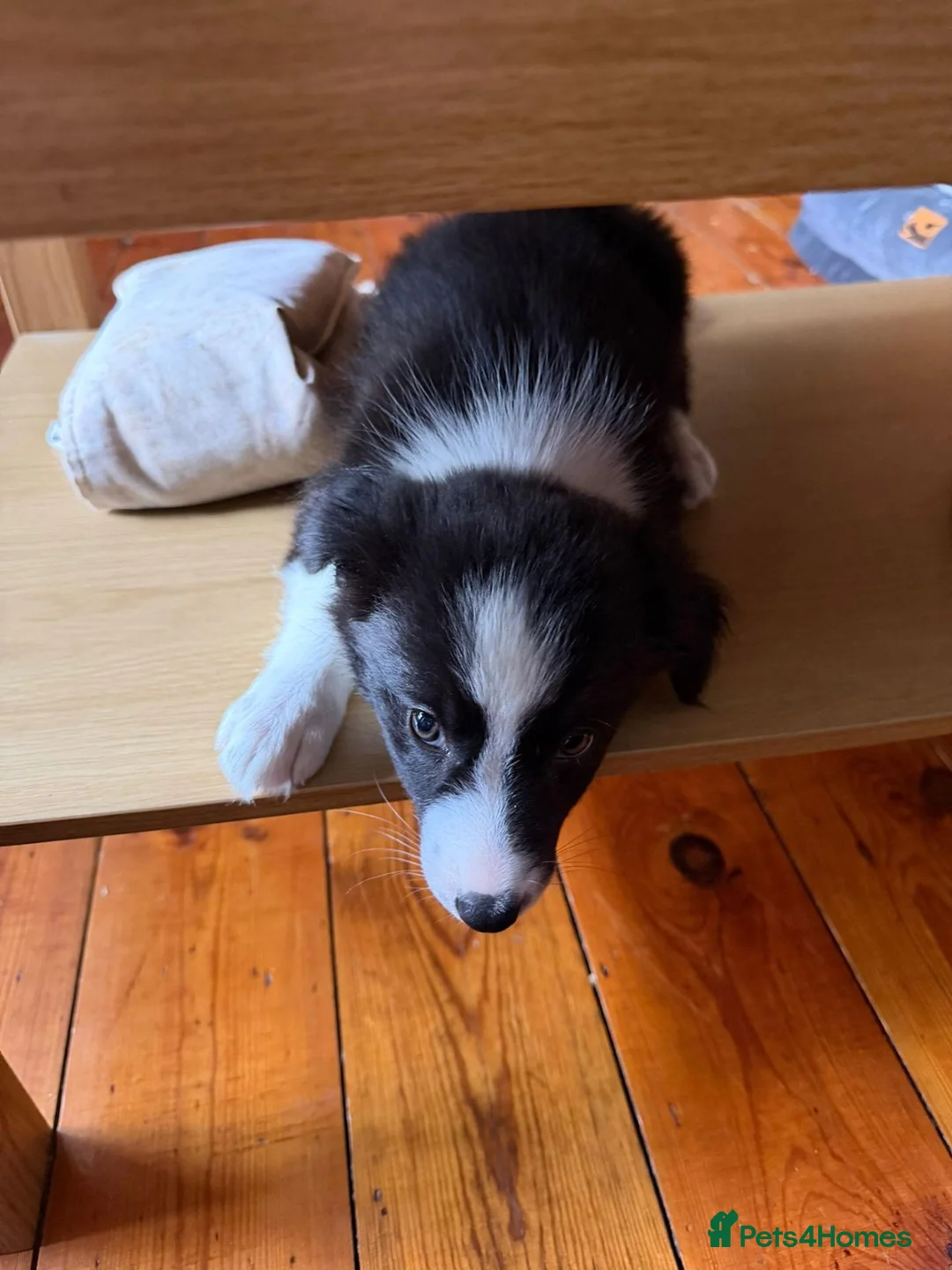 Border Collie dogs for sale: Border Collie Goku - Advert 2