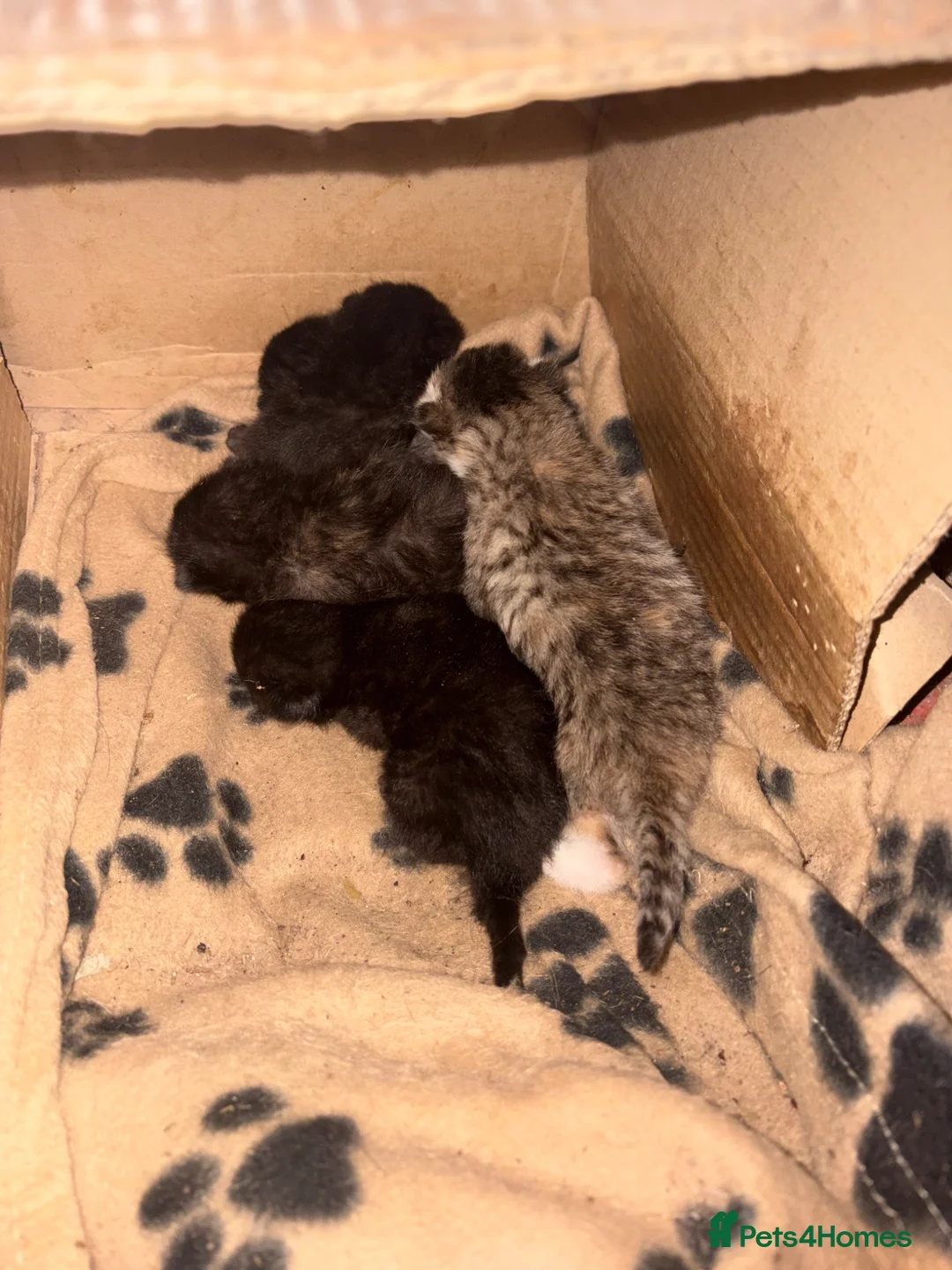 Mixed Breed cats for sale: Kittens looking for new homes  - Advert 6